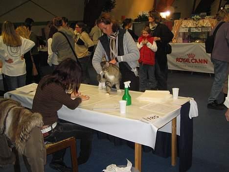 Norsk Skovkat EC. Mulle RIP billede 2