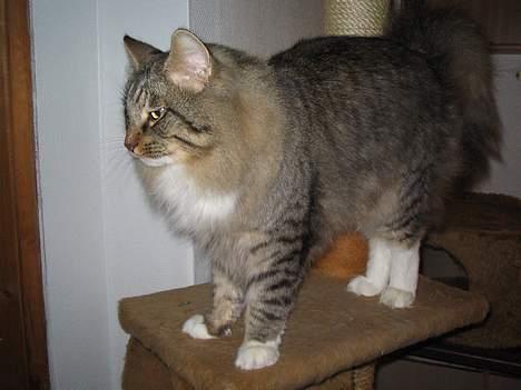 Norsk Skovkat EC. Mulle RIP billede 3