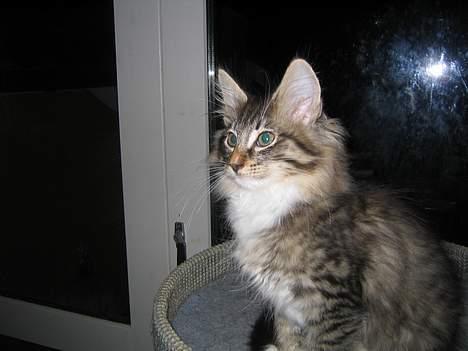 Norsk Skovkat EC. Mulle RIP billede 4