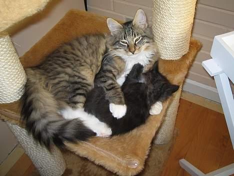 Norsk Skovkat EC. Mulle RIP billede 5