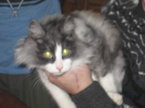 Norsk Skovkat buum cats dennis billede 8