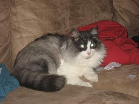 Norsk Skovkat buum cats dennis billede 9