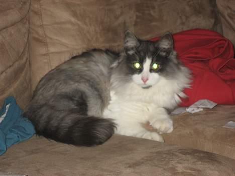 Norsk Skovkat buum cats dennis billede 10