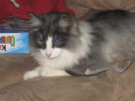 Norsk Skovkat buum cats dennis billede 11