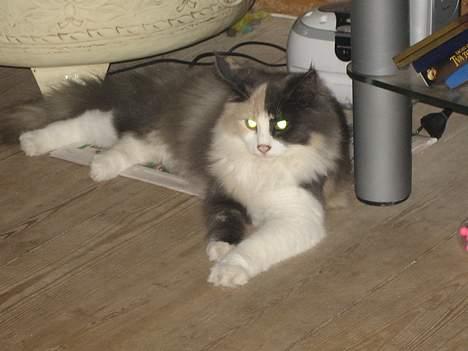 Norsk Skovkat perle billede 11