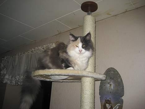 Norsk Skovkat perle billede 12