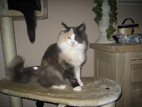 Norsk Skovkat perle billede 13