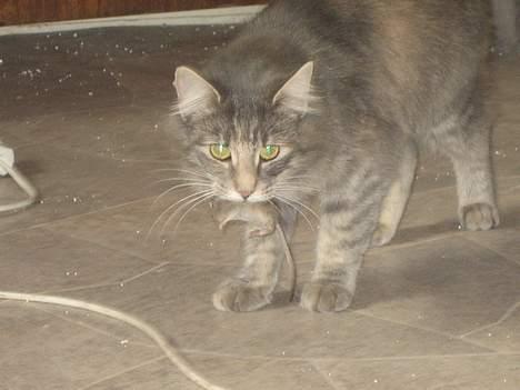 Norsk Skovkat mars billede 11