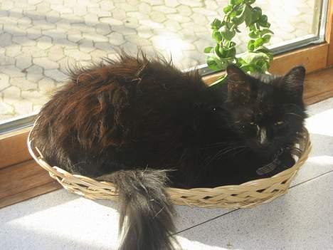 Maine Coon magda billede 1