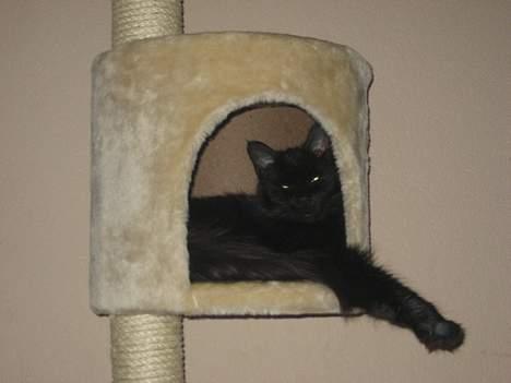 Maine Coon magda billede 2