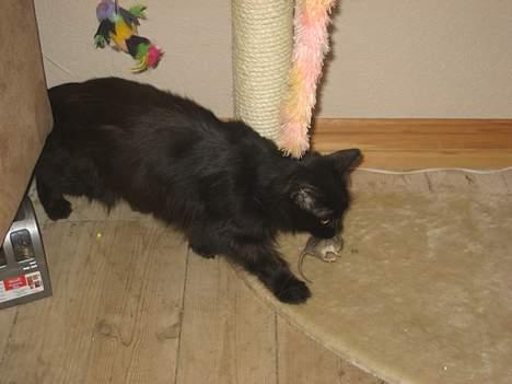 Maine Coon magda billede 3