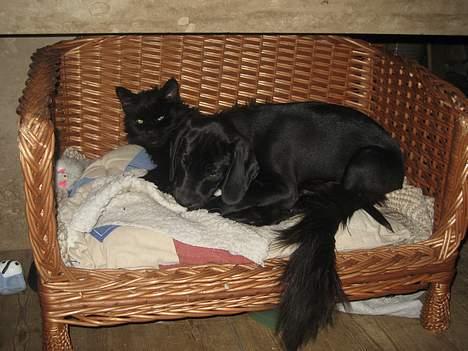 Maine Coon magda billede 4