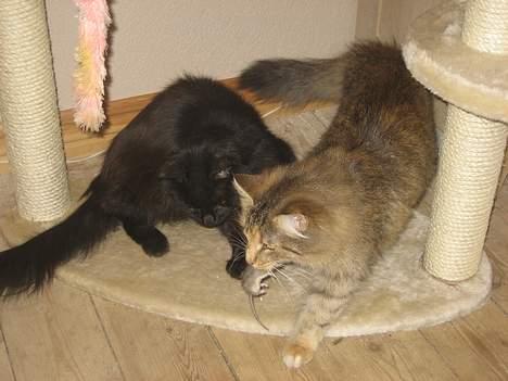 Maine Coon magda billede 5