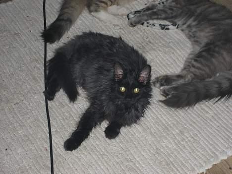 Maine Coon magda billede 6