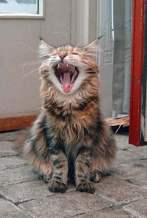 Maine Coon Timbercoons Grafity - Gaaaaab billede 7