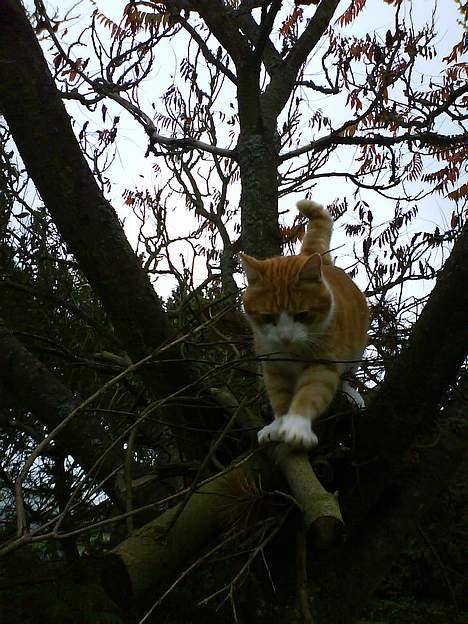 Blanding af racer Filur billede 17