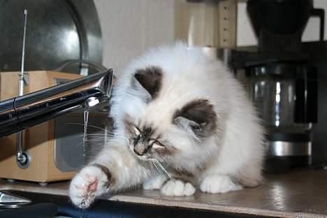 Hellig Birma Bastian billede 12