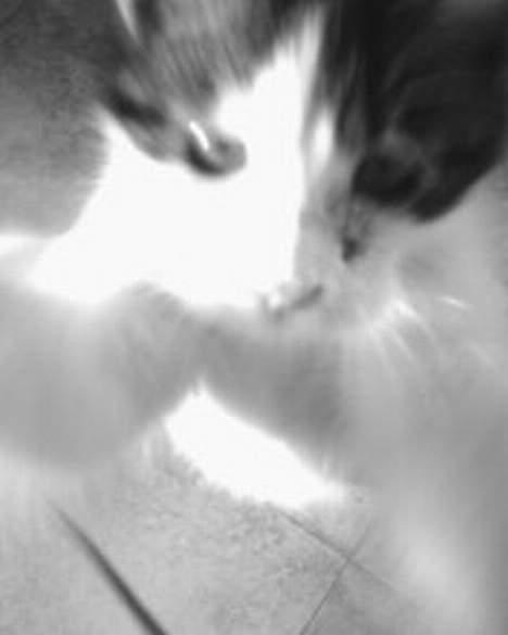 Blanding af racer oscar - hejj.. jeg er oscar og en lille fræk killing.  billede 1