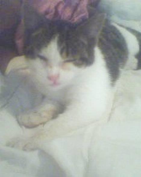 Blanding af racer oscar - jeg kan mærke der en et nys på vej.. ( så hvor skæv han er i hovedt...heh..) billede 2