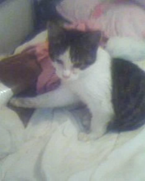 Blanding af racer oscar - hej hej se på mig mig  :) :) billede 3