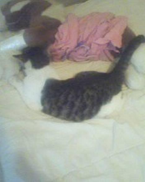 Blanding af racer oscar - hov der var noget der bevægede sig der inde det må jeg undersøge.. billede 4