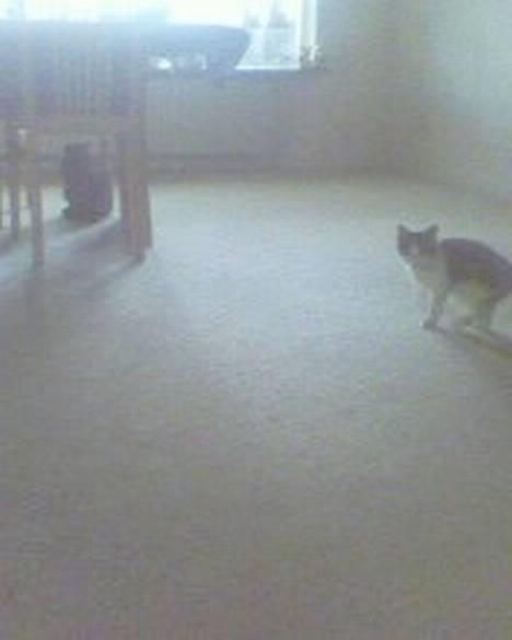 Blanding af racer oscar - åå væsel er farlig jeg snutter.. billede 5