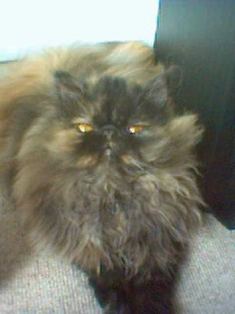 Perser Sabine - her er sabine billede 1