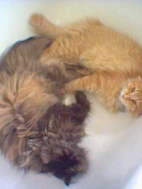 Perser Sabine - her er Sabine og Denise billede 2