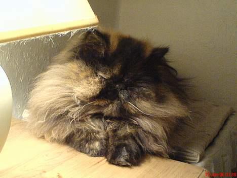 Perser Sabine - her er Sabine på Allans natbor billede 3