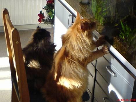 Perser Sabine - her er sabine og denise ved at fange fisk fra akvariet billede 4