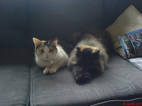 Perser Sabine - her er Sabine og Ronja på sofan billede 5