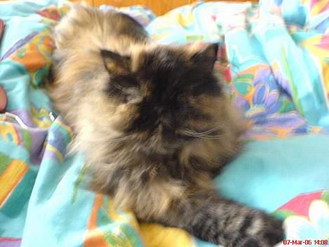 Perser Sabine - Sabine i sengen billede 7