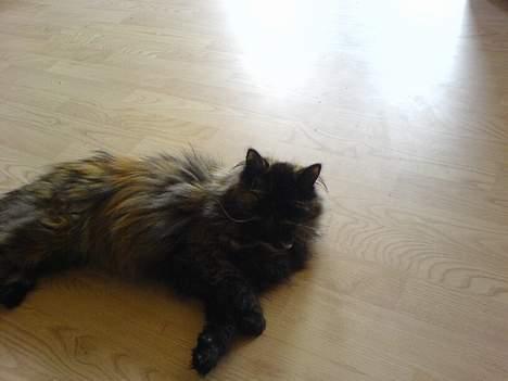 Perser Sabine - Sabine billede 8