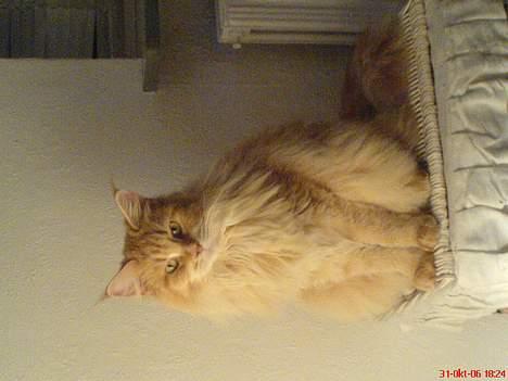 Maine Coon Denise - se lige mig billede 2