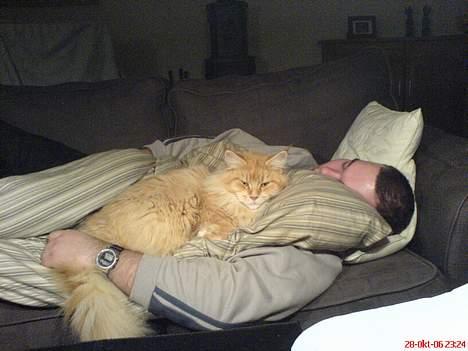 Maine Coon Denise - her putter Denise sammen med far billede 6