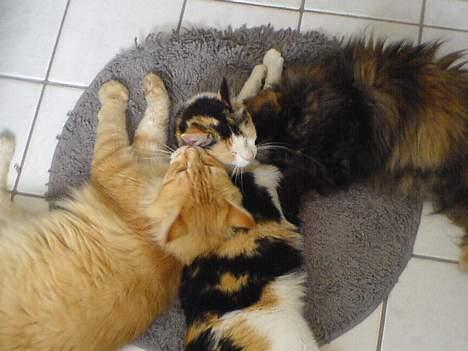 Maine Coon Denise - her er Denise,Ronja og Sabine billede 7