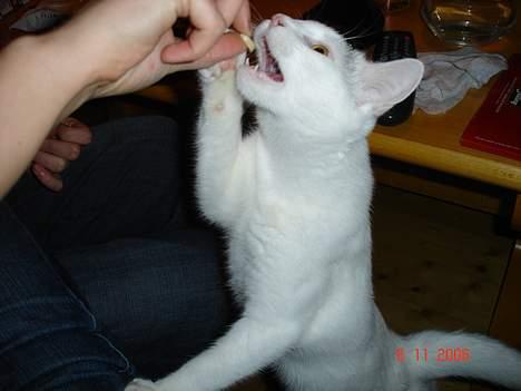 Huskat cola - giv mig den så mor !!! billede 1