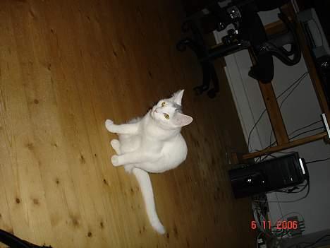 Huskat cola billede 2