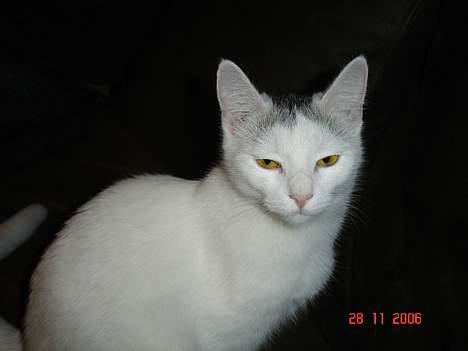 Huskat cola billede 3