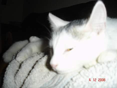 Huskat cola billede 4