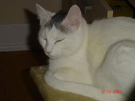 Huskat cola billede 5