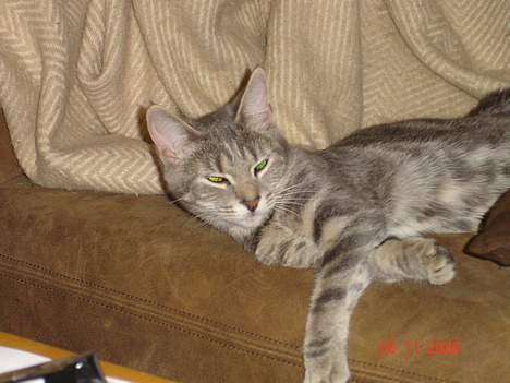 Huskat Jolly billede 1