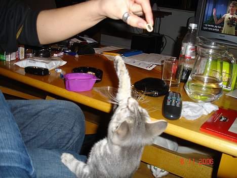 Huskat Jolly billede 2