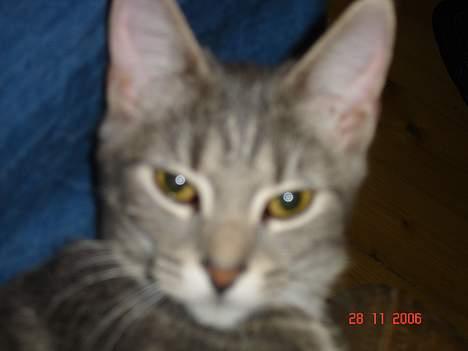 Huskat Jolly billede 3