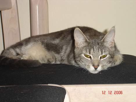 Huskat Jolly billede 4