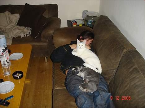 Huskat Jolly billede 5