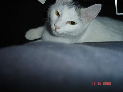 Huskat cola billede 6