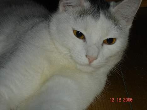 Huskat cola billede 7