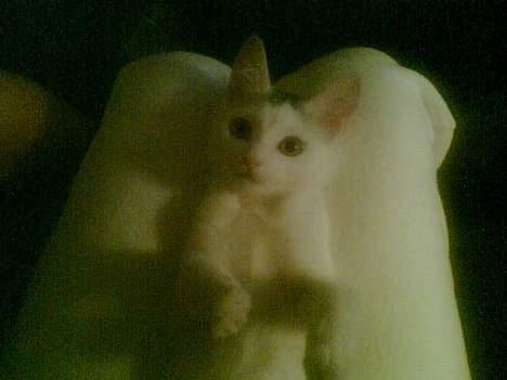 Huskat cola - cola som lille. hun elsker at putte billede 8