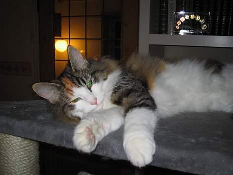 Norsk Skovkat EC. Petronelle DSM DVM  billede 1